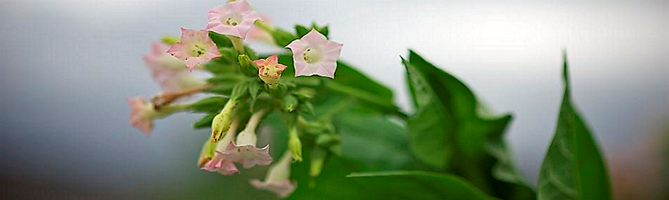 Турецкие диковинки